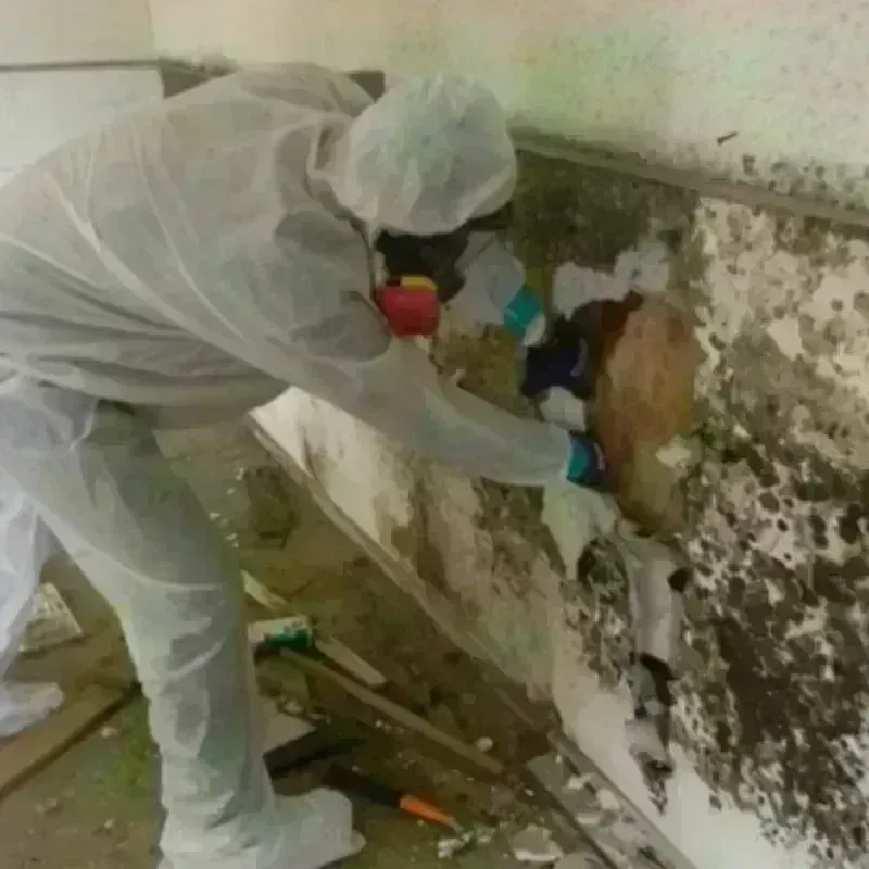 Mold Remediation and Removal in Astoria, IL